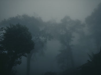 Low angle view of silhouette trees against sky