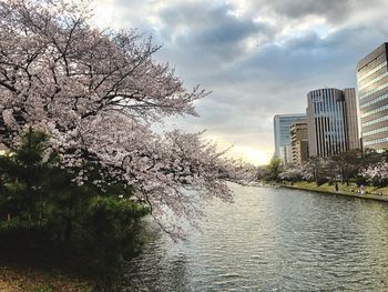 Cherry blossom by river and buildings against sky