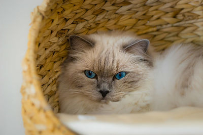 High angle view of cat looking at camera