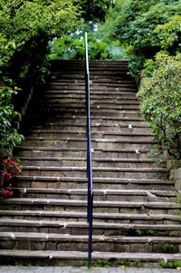 Steps stairs against trees