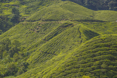 High angle view of trees on land