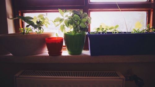 Close-up of potted plant on table at home