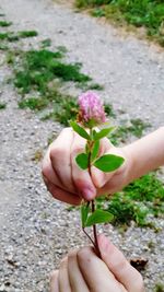 Close-up of hand holding plant