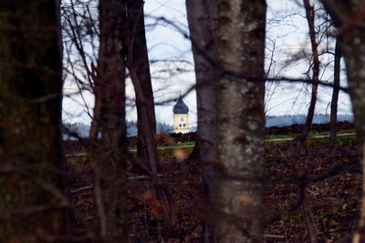 Close-up of trees in forest