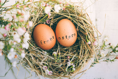 Close-up of eggs on plant