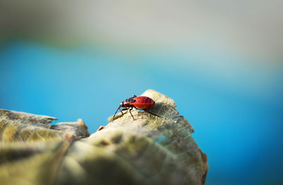 Close-up of ladybug