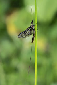 Close-up of insect on leaf