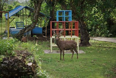 Deer on field