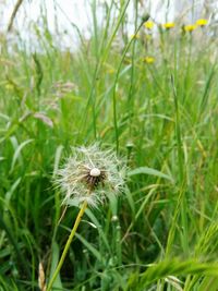 Close-up of dandelion on grass
