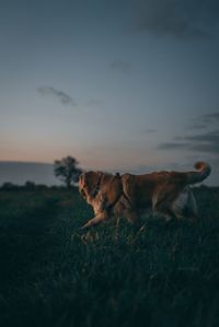 Cute dog on field during sunset