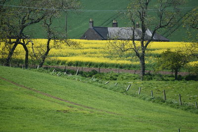 Scenic view of agricultural field