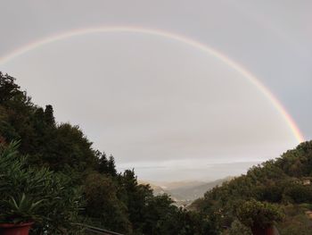 Rainbow over trees against sky