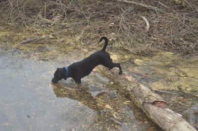 Dog on dirt road