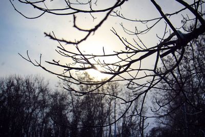 Low angle view of bare trees against sky