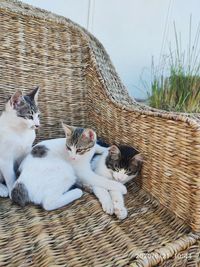 Cats resting in basket