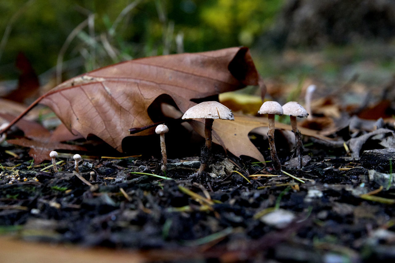 CLOSE-UP OF MUSHROOM GROWING IN FIELD