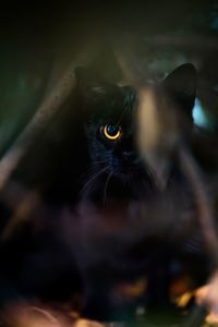 Close-up portrait of cat