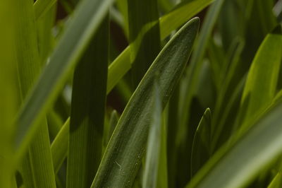 Close-up of fresh green grass