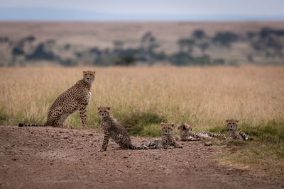 Cheetah sitting on field in zoo