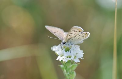 Close-up of butterfly pollinating on flower