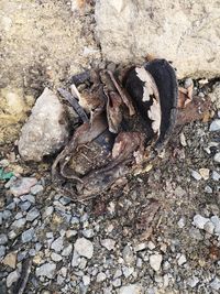 High angle view of crab on rock