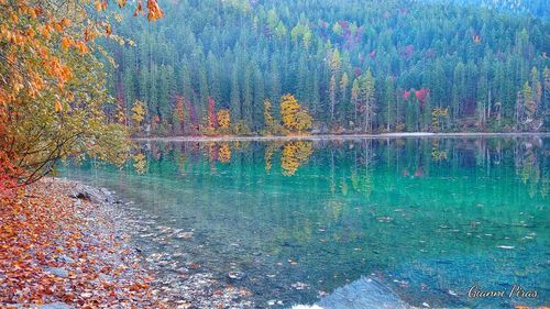 Tree by lake in forest during autumn
