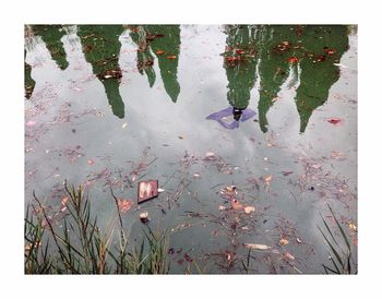Reflection of plants in lake