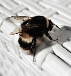 Close-up of bumblebee on wicker basket