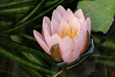 Close-up of lotus water lily