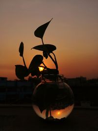 Close-up of silhouette plant against sky during sunset