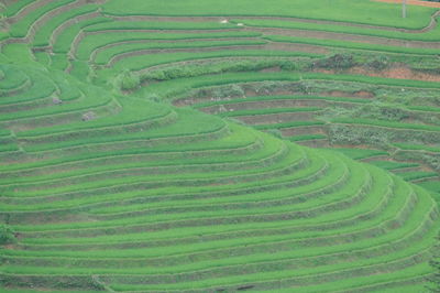Full frame shot of agricultural field