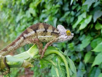 Trioceros hoehnelii on a twig