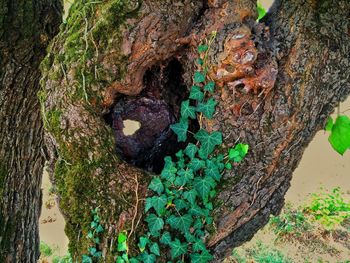 Close-up of ivy growing on tree trunk