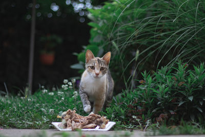 Cat sitting in grass