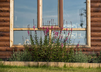 Plants  in front of a window