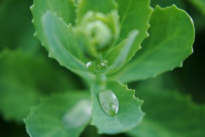 Close-up of wet plant