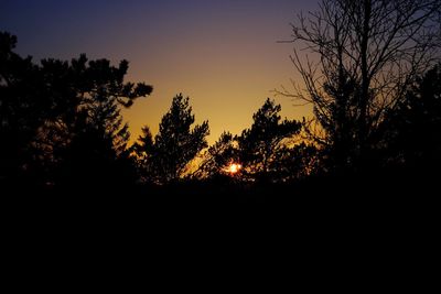 Silhouette of trees at sunset