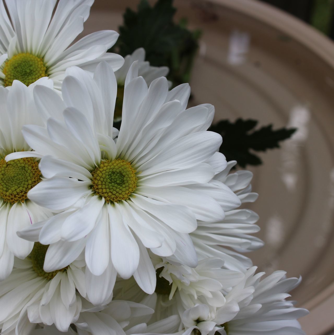 flower, flowering plant, freshness, petal, vulnerability, fragility, plant, beauty in nature, flower head, inflorescence, white color, close-up, focus on foreground, no people, growth, nature, pollen, daisy, day, indoors, flower arrangement