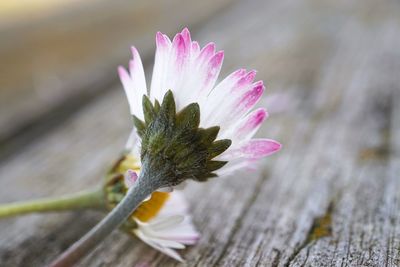 Close-up of pink flower