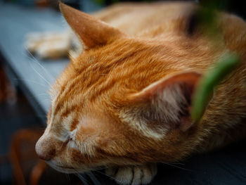 Close-up of cat sleeping