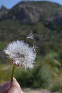 Close-up of hand holding dandelion