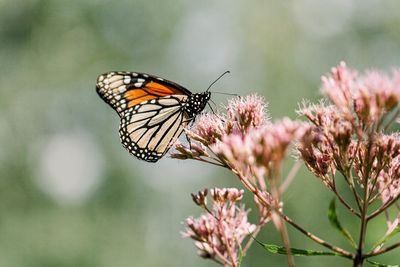 Close-up of butterfly pollinating on flower