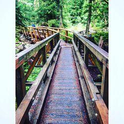 Footbridge in forest