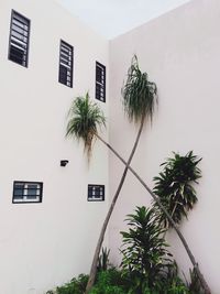 Low angle view of trees against building