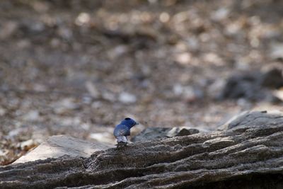 Close-up of bird perching on rock