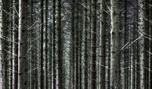 Full frame shot of bamboo trees in forest