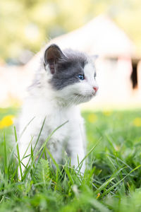 Close-up of a cat looking away