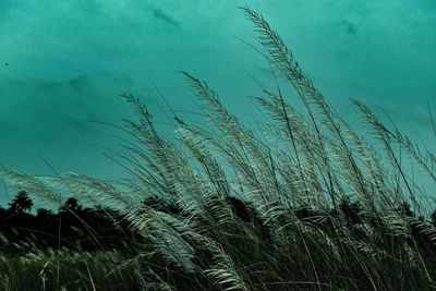 Close-up of stalks in field