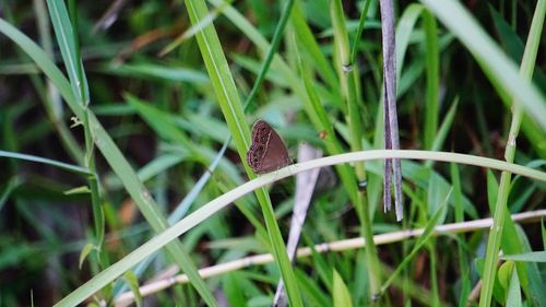 Close-up of butterfly on grass