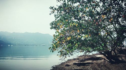 Tree growing on mountain against sky